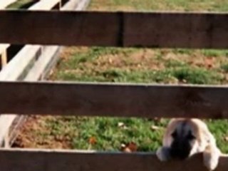 dog gates for the house