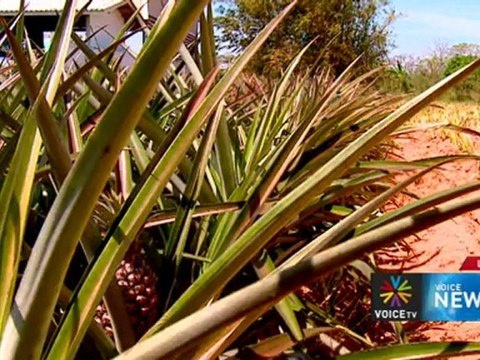 รายการข่าว Voice News ประจำวันที่ 18 เม.ย. 255 (12.00น.)