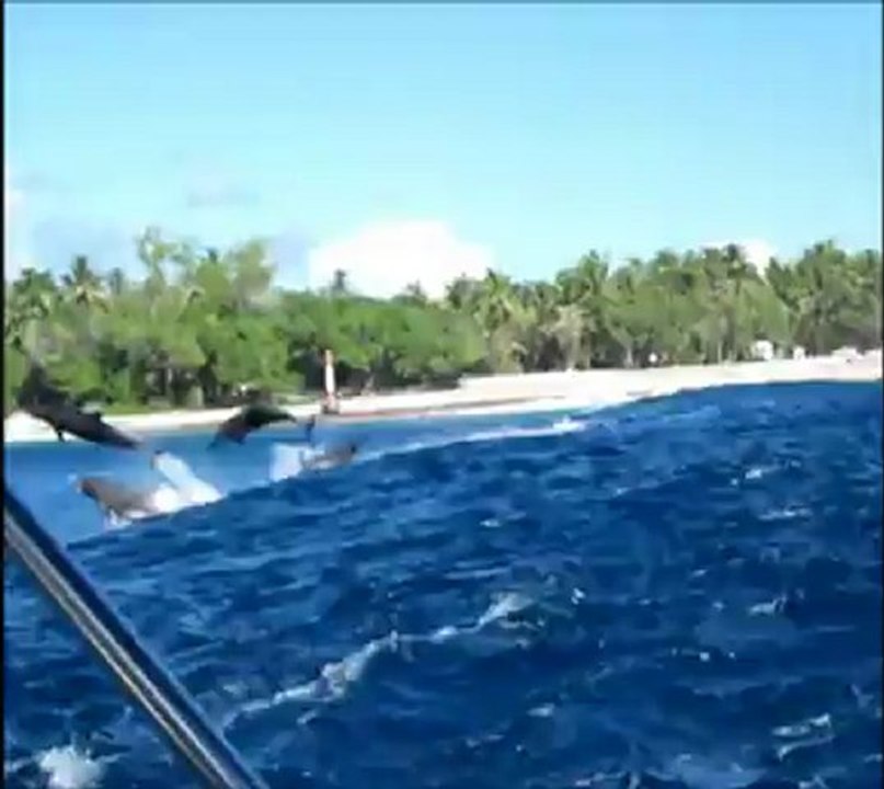 flippers