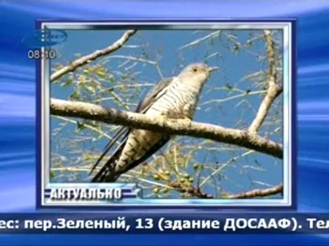 Актуально 17.04.2012
