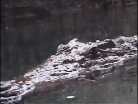 Cocodrilo del Nilo en la cueva de Kitum (primavera 2012)