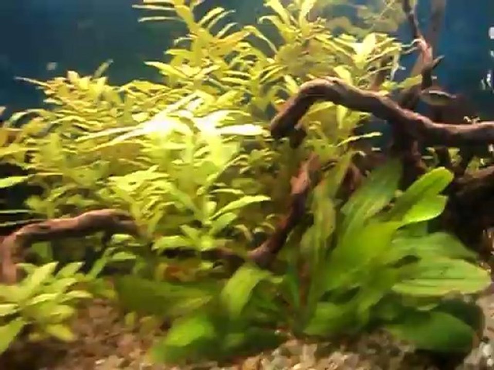 Discus point blanc