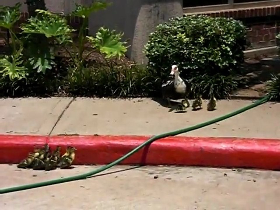 Bébés canards ont besoin d'aide