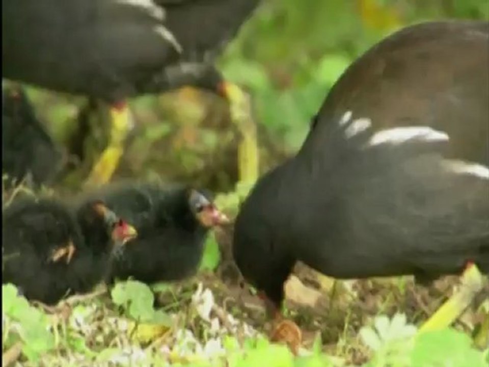 The Secret Life of Birds - DVD Trailer