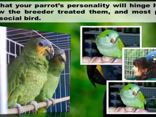 Parrot Breeders