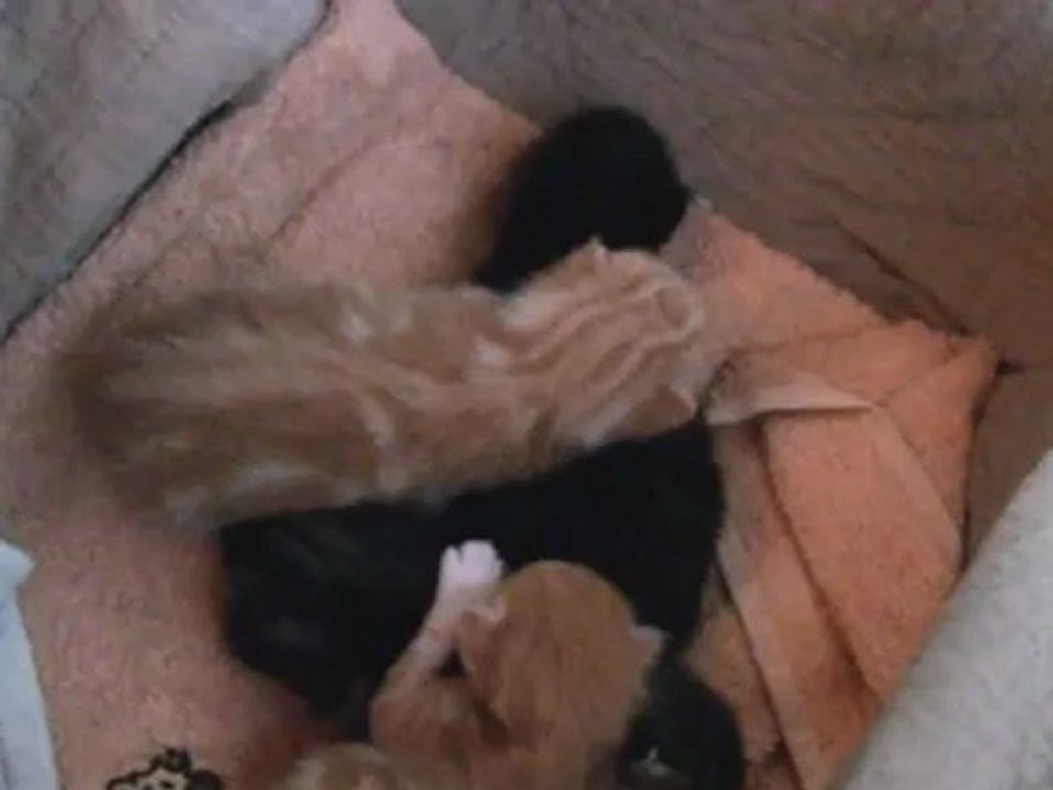 chatons mmmmmmmmmmmmmmmmm (2)
