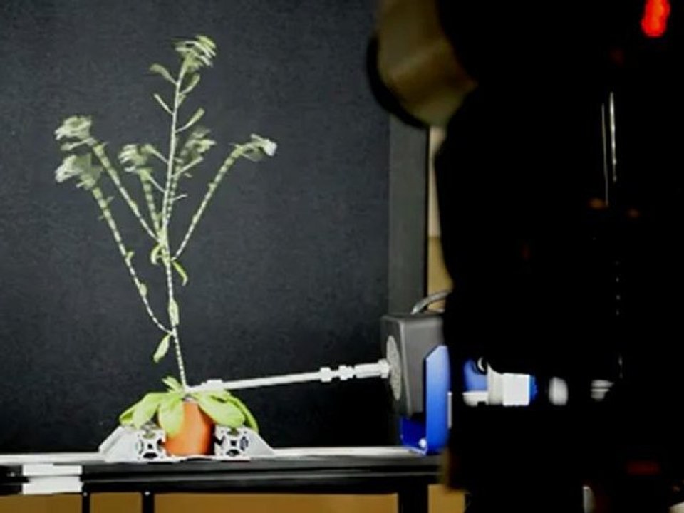 Identification des modes propre d'une plante - 1