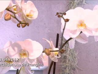 La caméra en balade - Orchidarium de Prangins (18-04-2012)