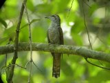 Banded Bay Cuckoo/Digiscoping by Tony Eagle Eye in Keang Krachan National Park.