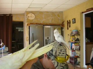 Jules la calopsitte dit Titi Julo