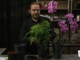 Déco Brico Jardinage : Rempoter une plante