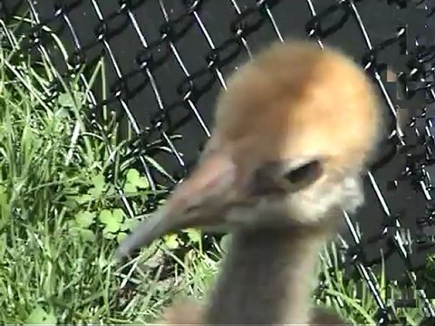 Young Black Necked Cranes by Europeancranefoundtion-Harry Geurts 2012