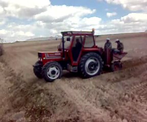 Patates dikim tümosan