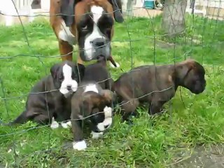 3° vidéo chiots Aldo Ebène _2958