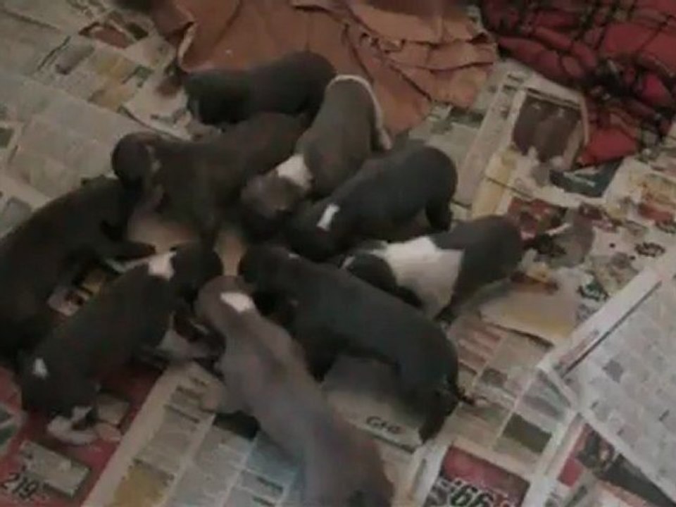 Mon petit fils Miguel et les chiots whippets Of-Liberty