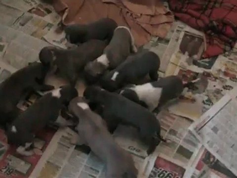 Mon petit fils Miguel et les chiots whippets Of-Liberty