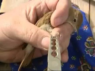 Les oiseaux migrateurs de passage à Porquerolles