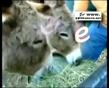 ALPHABET.. READING and WRITE CHILDREN'S SONG and CLIB ... Okuma yazma çocuk şarkısı .. By: Gökhan ŞEN