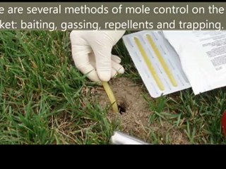 wildlife removal york county