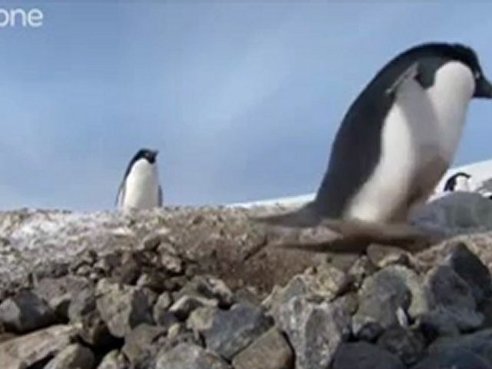 Criminal Penguins