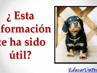 Aprende Como Alimentar A Un Cachorro en 3 Simples Pasos