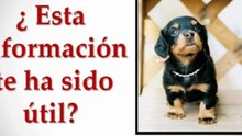 Aprende Como Alimentar A Un Cachorro en 3 Simples Pasos