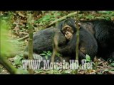 Watch Chimpanzee Movie 2012 HD Part 3
