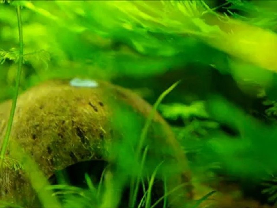 apistogramma hongsloi et ses alevins