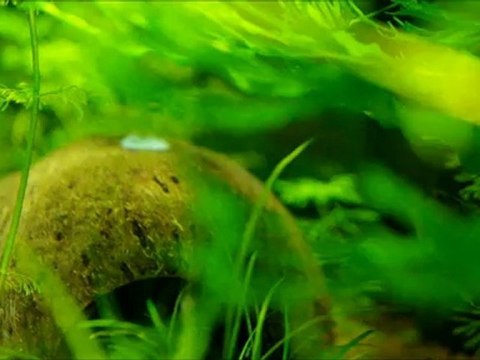 apistogramma hongsloi et ses alevins