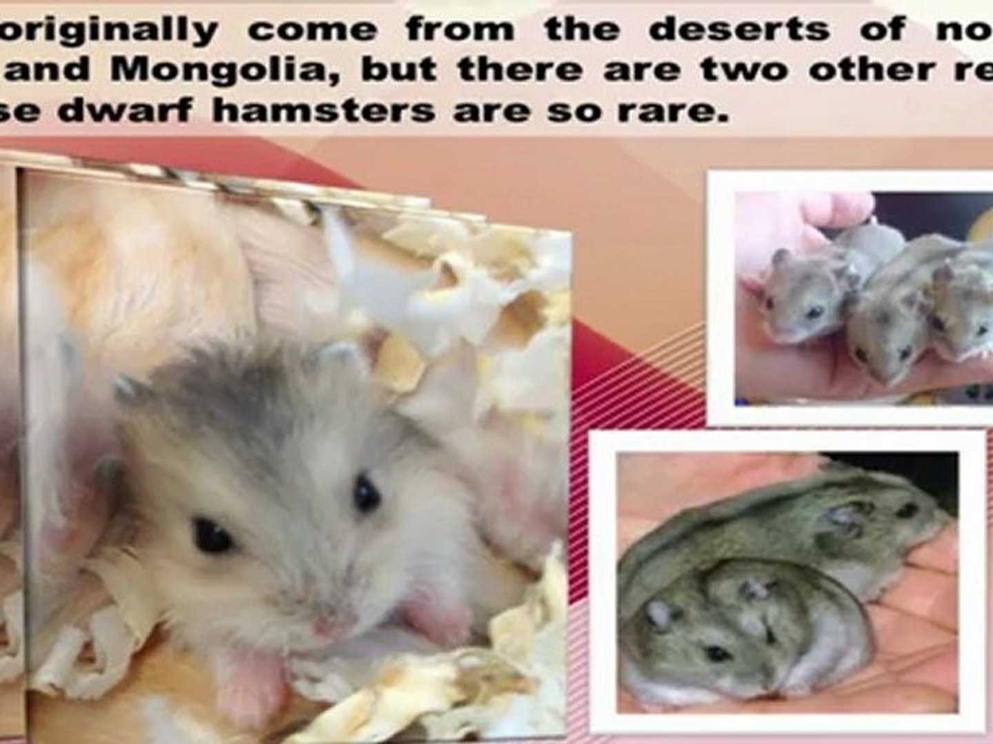 ⁣Chinese Dwarf Hamsters
