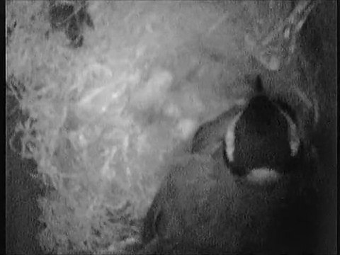 Nichoir Mésange charbonnière 15/04/2012