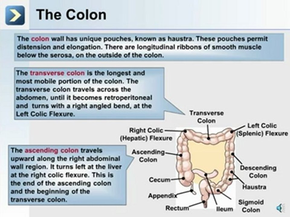 The Digestive System, Metabolism and Nutrition - Part 4 of 5