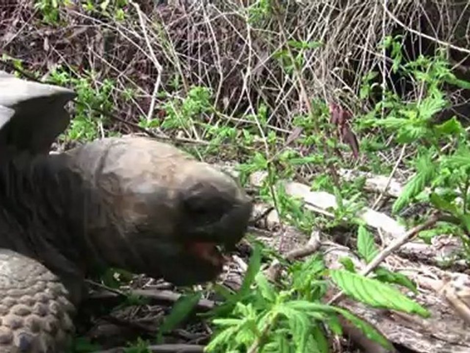 Les Galapagos