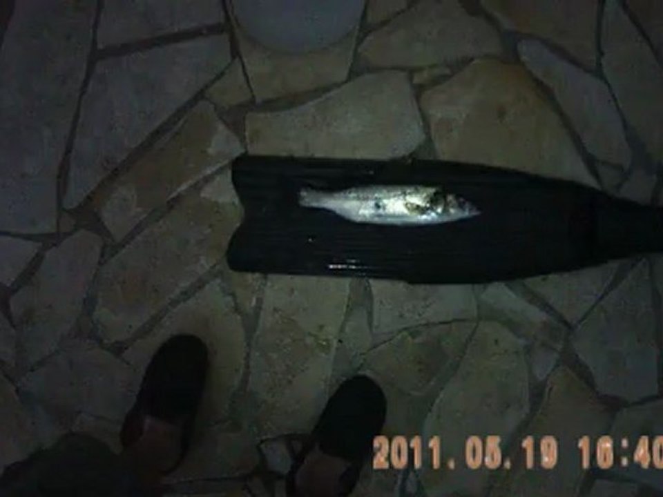 Loup17.04.12