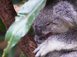 France Les meilleurs supporters 1