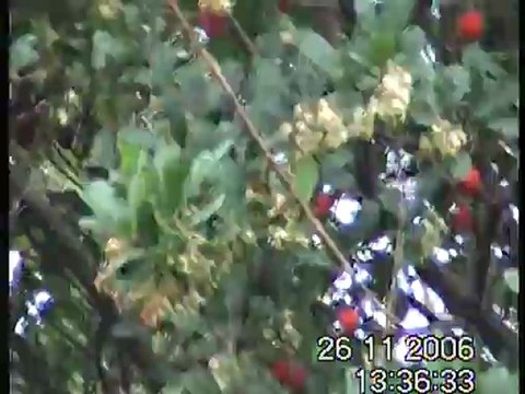 haluk aksu - demirköy - 2006