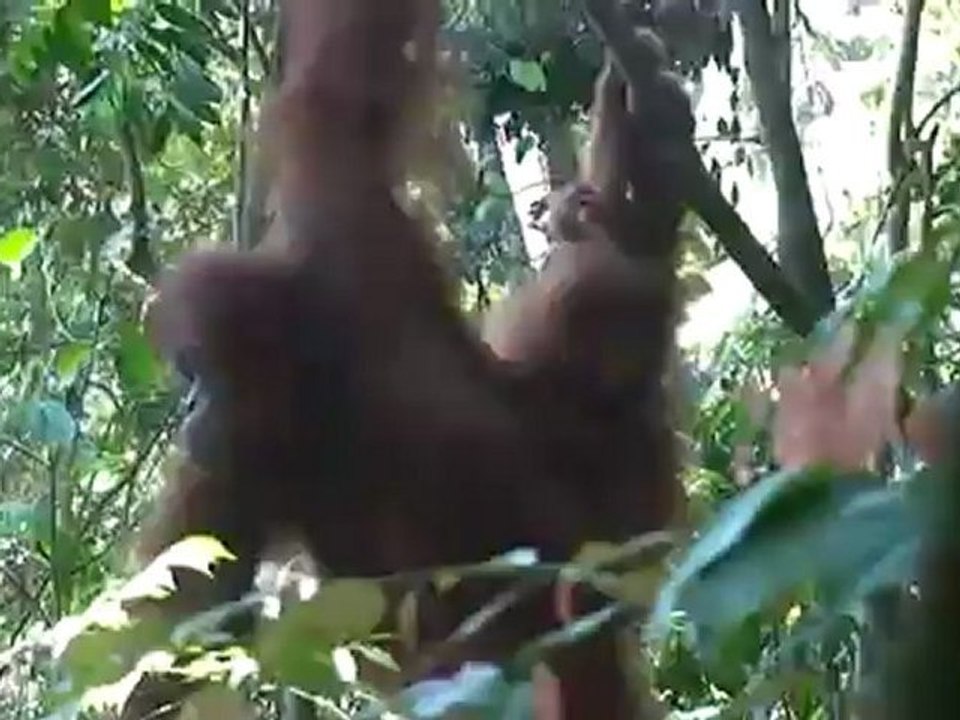 Cerco a los orangutanes en la isla indonesia de Sumatra