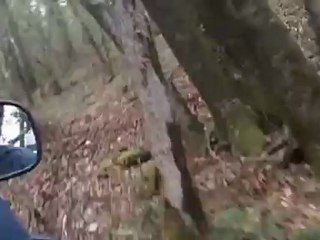 rando simple mussy 2012