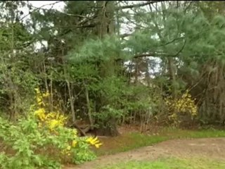 West Oakville Building Lot, 79' x 146' R02 Treed Lot