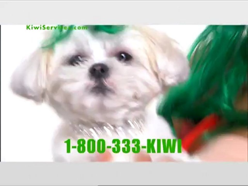 Kiwi Services Carpet Cleaning Cha-Cha