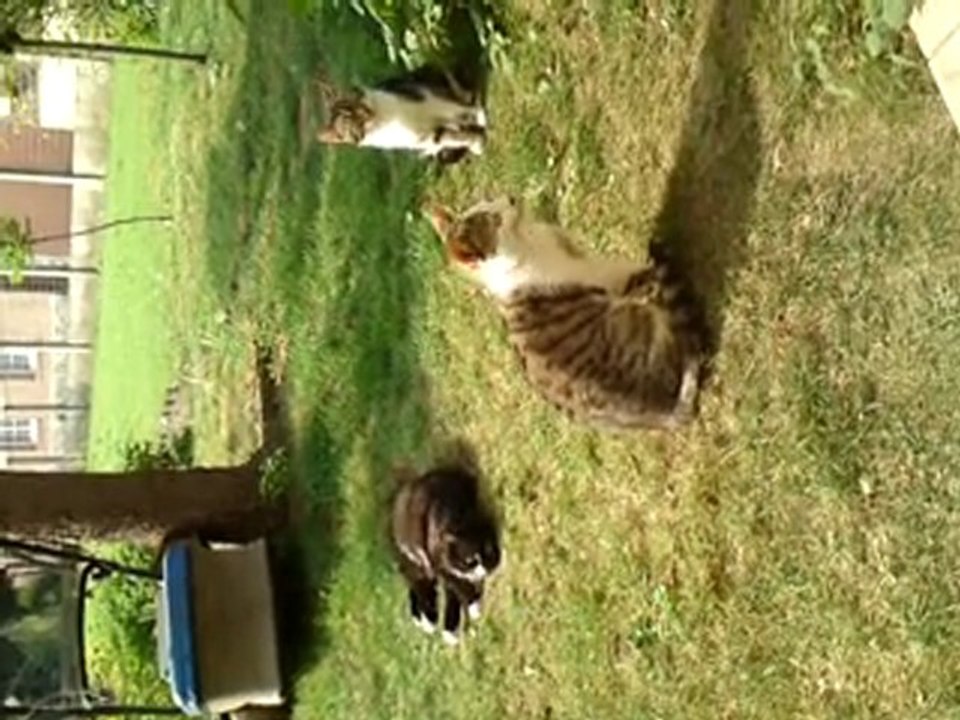 les trois frères chats il étais si adorable .....empoisonner par le voisin a coincy.........et c est pas les seul