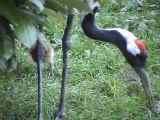 Grus Japonensis -Red Crowned crane-by Europeancranefoundation harry geurts C 2012 Belgium