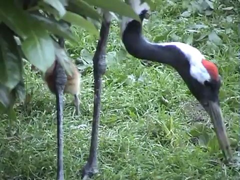 Grus Japonensis -Red Crowned crane-by Europeancranefoundation harry geurts C 2012 Belgium