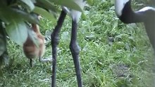 Birthday of the Red Crowned Crane- Grus Japonensis by Europeancranefoundation harry geurts C 2012 Belgium .
