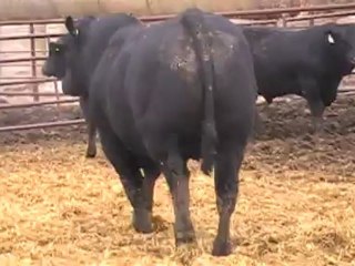 2012 Nordal Limousin Bull Sale - Lot 2 Video2