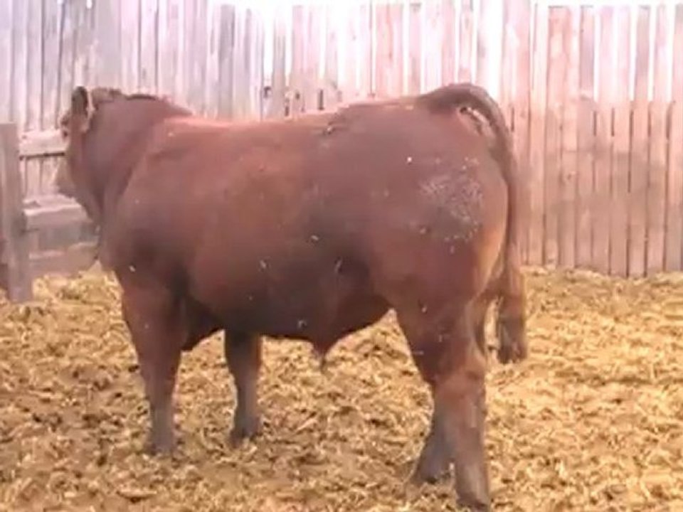 2012 Nordal Limousin Bull Sale - Lot 3