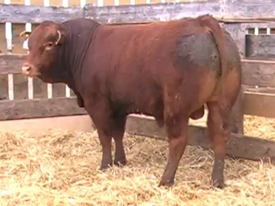 2012 Nordal Limousin Bull Sale - Lot 5