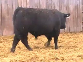 2012 Nordal Limousin Bull Sale - Lot 36