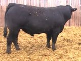 2012 Nordal Limousin Bull Sale - Lot 30