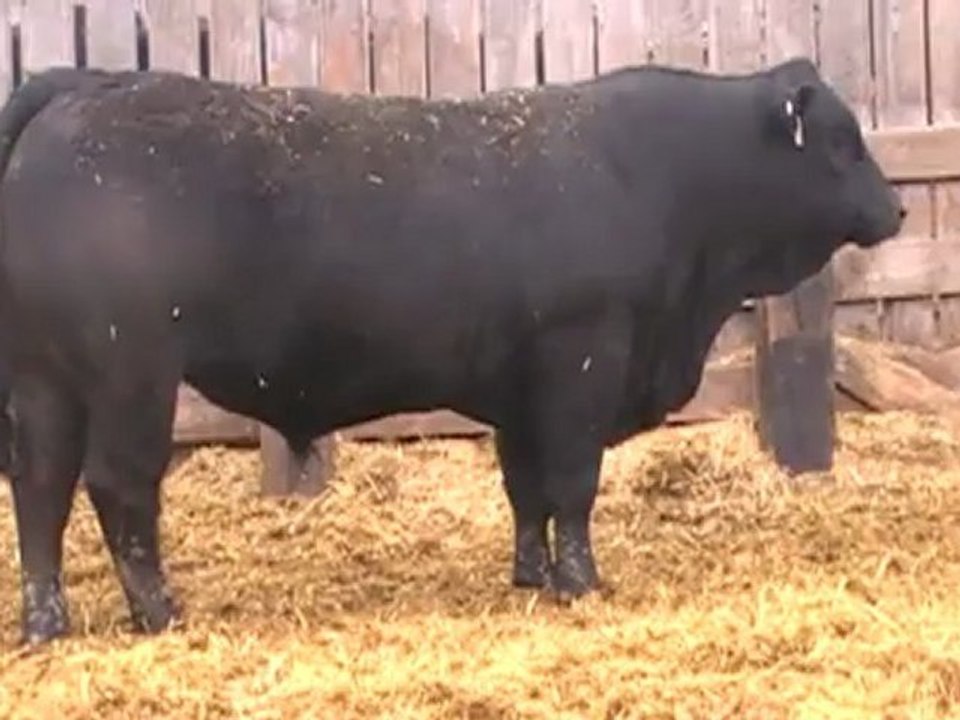 2012 Nordal Limousin Bull Sale - Lot 36 Video 2